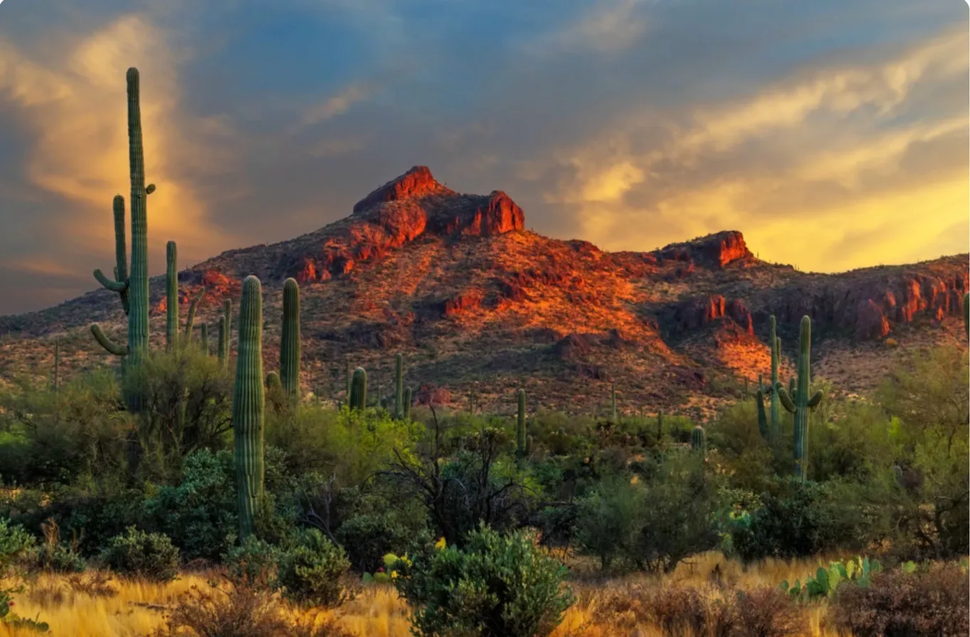 Professionally landscaped desert home in Phoenix, Arizona